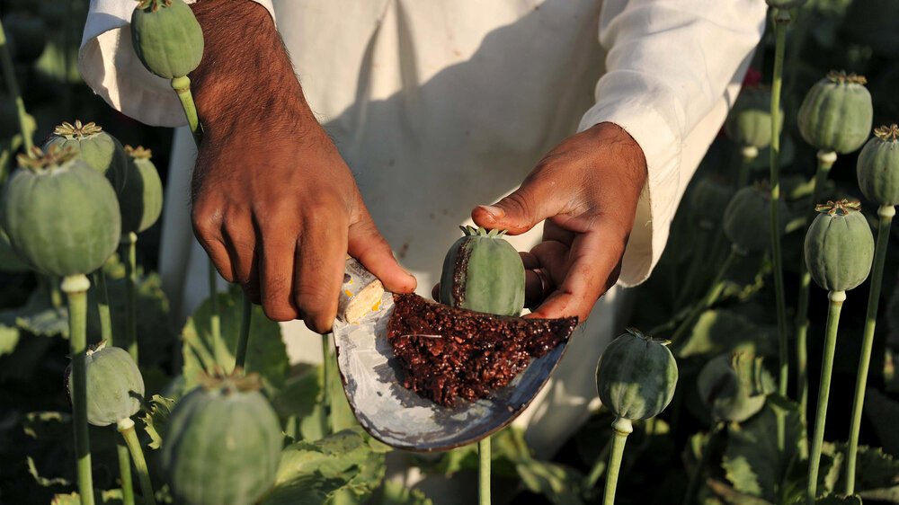 سازمان ملل: با افزایش فقر در افغانستان، انگیزه کاشت تریاک بیشتر شده است