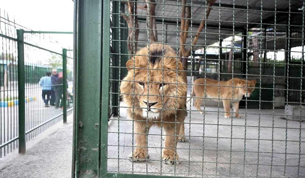 شیرهای پارک وحش اراک به قفس بازگردانده شدند