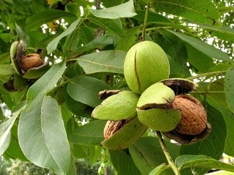 نهال گردو پایه بلند