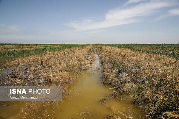 بارندگی به بیش از ۱۲ هزار هکتار از مزارع دزفول خسارت زد