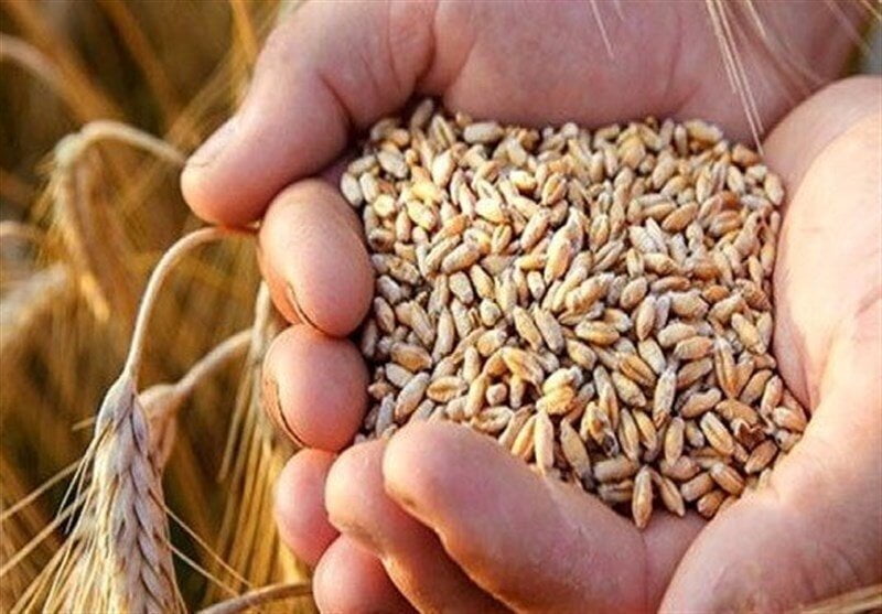 علاوه بر کمیت گندم تولیدی باید کیفیت هم مورد توجه باشد