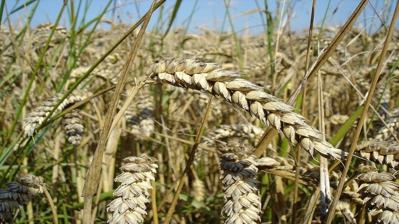 خرید گندم در خوزستان به یک میلیون و ۵۹۸ هزار تن رسید