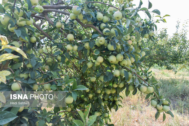 هلوی امیرآباد، چراغ روشنی که باید برند شود