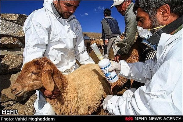 شناسایی ۲ کانون مثبت تب برفکی در ساوه / زنگ خطر به صدا درآمد - خبرگزاری مهر | اخبار ایران و جهان