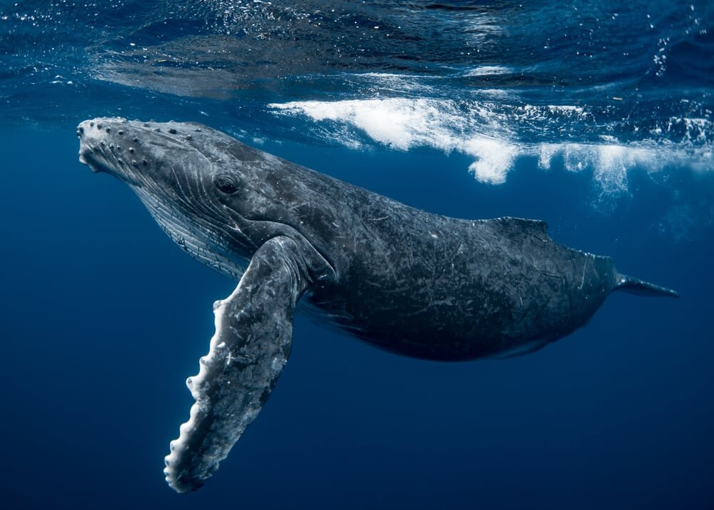 دانشمندان توانستند با نهنگ‌ها احوال‌پرسی کنند!