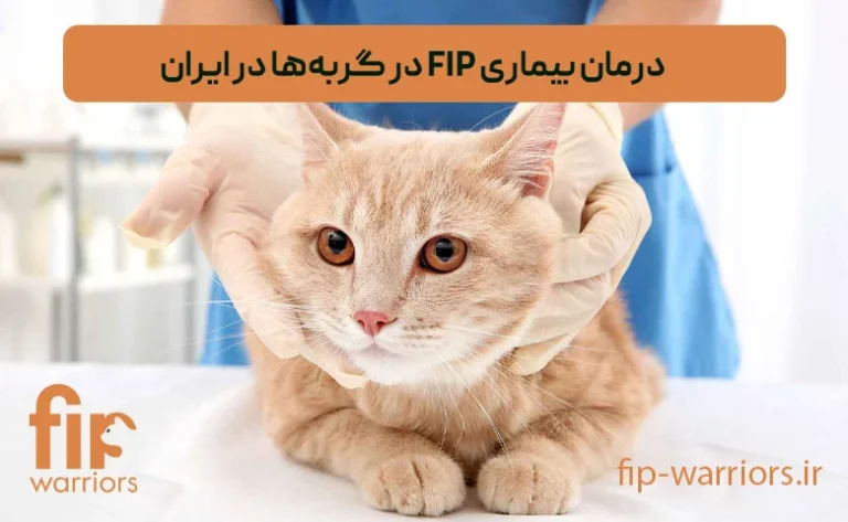 مشاوره تخصصی درمان FIP برای صاحبان گربه‌ها